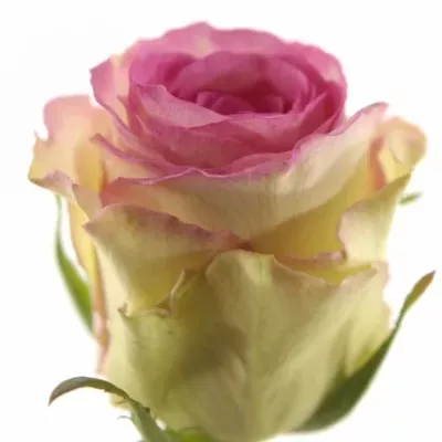 Růžová růže PINK ICE 50cm (M)