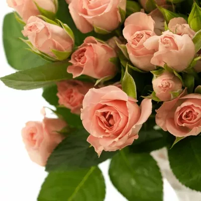 Růžová růže trsová PINK IRISCHKA 50cm/4+