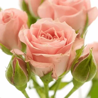 Rosa Pink Irischka