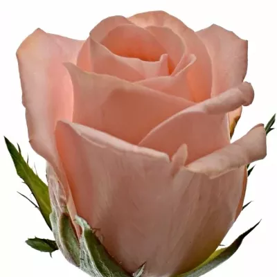 Růžová růže PINK PANASH 50cm (S)