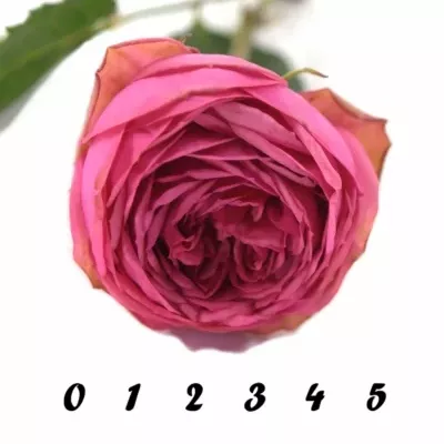 ROSA PINK PIANO FREILAND 30cm/1+