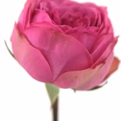 ROSA PINK PIANO FREILAND 30cm/1+