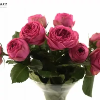 ROSA PINK PIANO FREILAND 30cm/1+