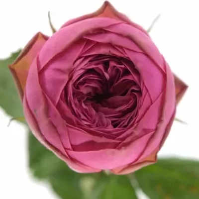 ROSA PINK PIANO FREILAND 30cm/1+