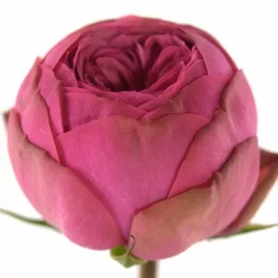 Růžová růže trsová PINK PIANO FREILAND 35cm/3+