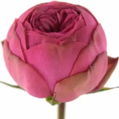 ROSA PINK PIANO FREILAND 30cm/1+