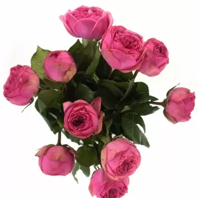 ROSA PINK PIANO FREILAND 30cm/1+