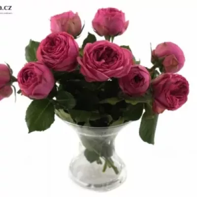 ROSA PINK PIANO FREILAND 30cm/1+
