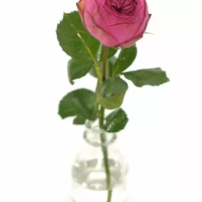 ROSA PINK PIANO FREILAND 30cm/1+