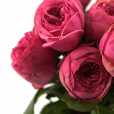 ROSA PINK PIANO FREILAND 30cm/1+