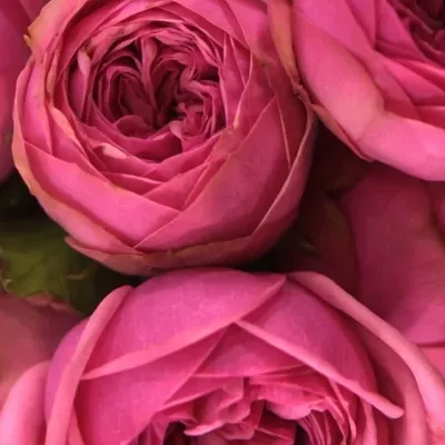 ROSA PINK PIANO FREILAND 30cm/1+