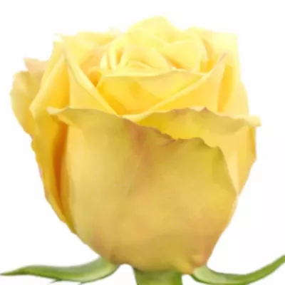 Meruňková růže PROSECCO 50cm