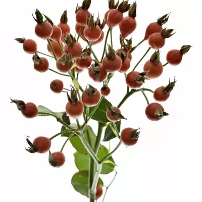 Šípek PUMPKIN 80cm