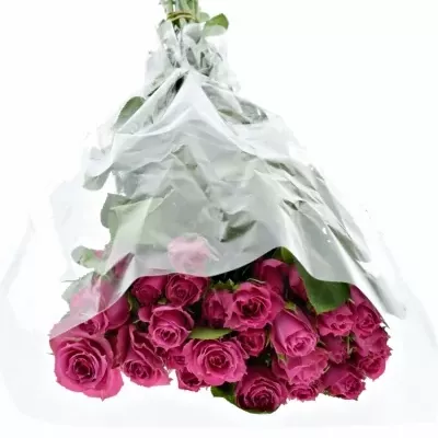 ROSA PURPLE IRISCHKA 