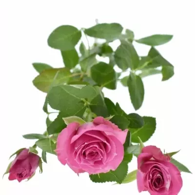 ROSA PURPLE IRISCHKA 