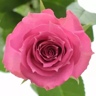 ROSA PURPLE IRISCHKA 