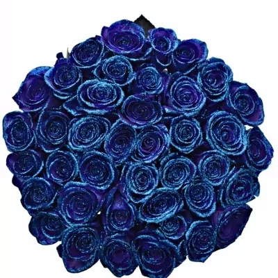 ROSA PURPLE VENDELA BLUE GLITTERS 60cm (M)