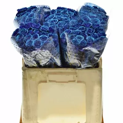 ROSA PURPLE VENDELA BLUE GLITTERS 60cm (M)