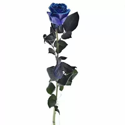 ROSA PURPLE VENDELA BLUE GLITTERS 60cm (M)