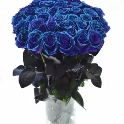 ROSA PURPLE VENDELA BLUE GLITTERS 60cm (M)