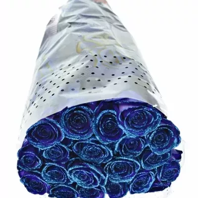 ROSA PURPLE VENDELA BLUE GLITTERS 60cm (M)