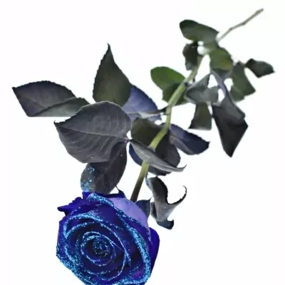 ROSA PURPLE VENDELA BLUE GLITTERS 60cm (M)