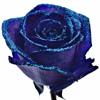 Fialová růže PURPLE VENDELA BLUE GLITTERS 60cm (M)