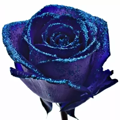 ROSA PURPLE VENDELA BLUE GLITTERS 60cm (M)