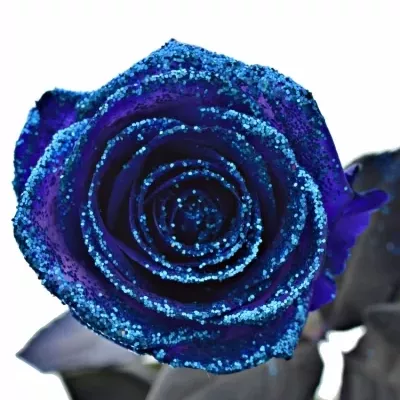 ROSA PURPLE VENDELA BLUE GLITTERS 60cm (M)