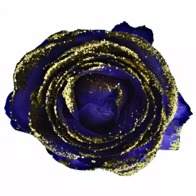 ROSA PURPLE VENDELA GOLD GLITTERS 50cm (M)