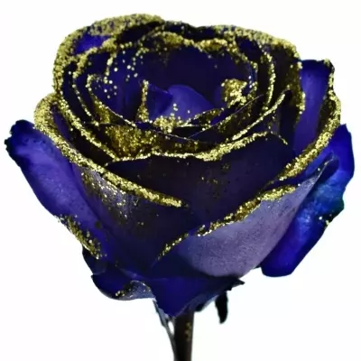 ROSA PURPLE VENDELA GOLD GLITTERS 50cm (M)