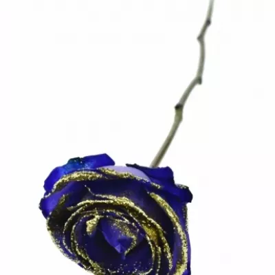 ROSA PURPLE VENDELA GOLD GLITTERS 50cm (M)