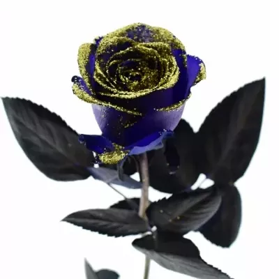Fialová růže PURPLE VENDELA GOLD GLITTERS 50cm (M)