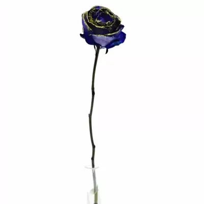 ROSA PURPLE VENDELA GOLD GLITTERS 50cm (M)