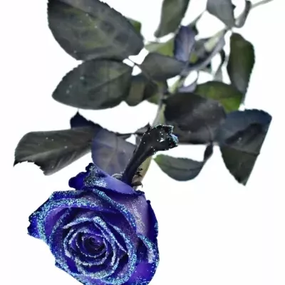 ROSA PURPLE VENDELA LIGHT BLUE GLITTERS 60cm (M)