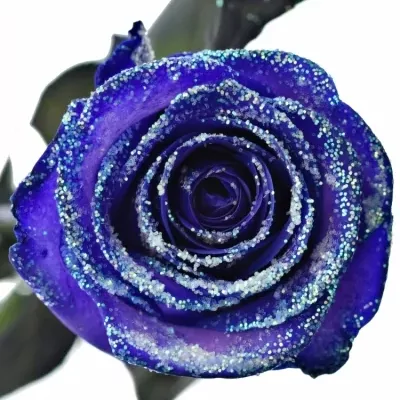 ROSA PURPLE VENDELA LIGHT BLUE GLITTERS 60cm (M)