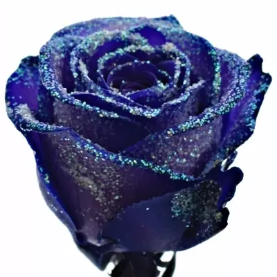 Fialová růže PURPLE VENDELA LIGHT BLUE GLITTERS 60cm (M)