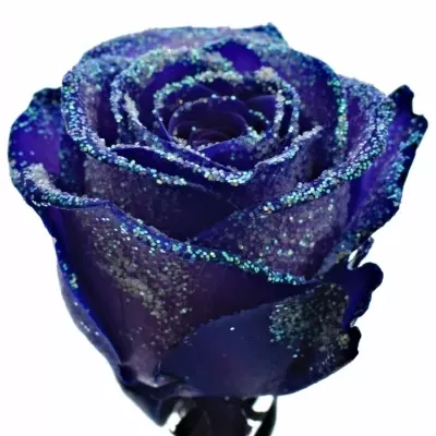 ROSA PURPLE VENDELA LIGHT BLUE GLITTERS 60cm (M)