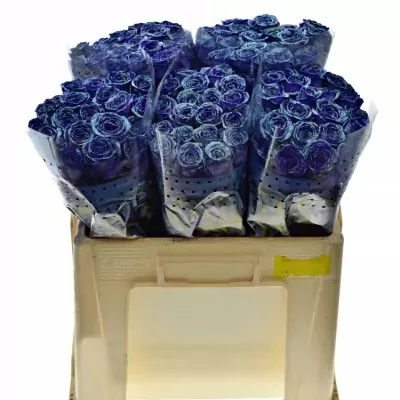 ROSA PURPLE VENDELA LIGHT BLUE GLITTERS 60cm (M)