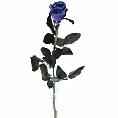 ROSA PURPLE VENDELA LIGHT BLUE GLITTERS 60cm (M)