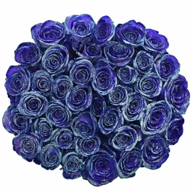 ROSA PURPLE VENDELA LIGHT BLUE GLITTERS 60cm (M)