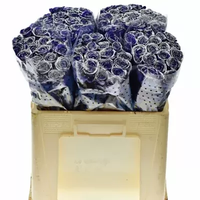 ROSA PURPLE VENDELA SILVER GLITTERS 60cm (M)