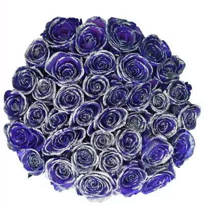 ROSA PURPLE VENDELA SILVER GLITTERS 60cm (M)