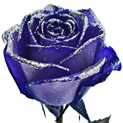 Fialová růže PURPLE VENDELA SILVER GLITTERS 60cm (M)