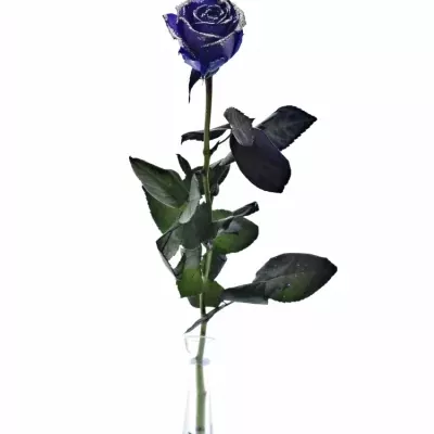 ROSA PURPLE VENDELA SILVER GLITTERS 60cm (M)