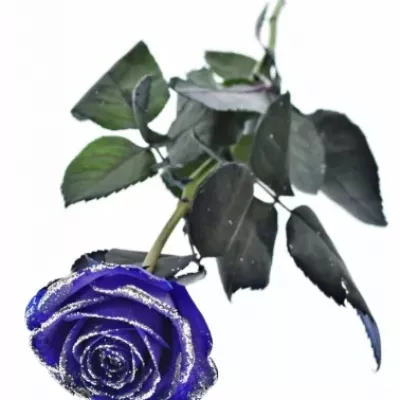 ROSA PURPLE VENDELA SILVER GLITTERS 60cm (M)