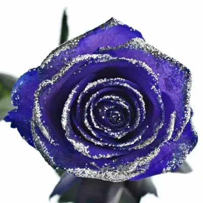 ROSA PURPLE VENDELA SILVER GLITTERS 60cm (M)