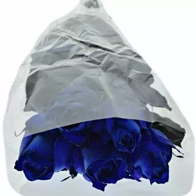 ROSA QUEEN OF AFRICA 60cm - MODRÁ RUŽA (XXL)