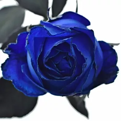 ROSA QUEEN OF AFRICA 60cm - MODRÁ RUŽA (XXL)