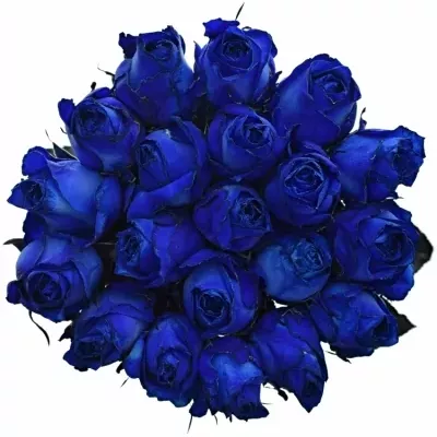 ROSA QUEEN OF AFRICA 60cm - MODRÁ RUŽA (XXL)